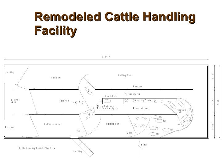 Tips for Creating Beef Cattle Handling Facilities