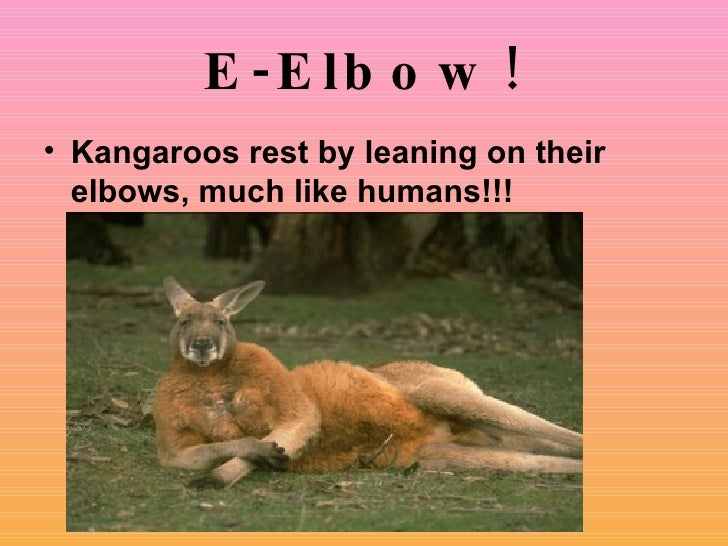 Kangaroos