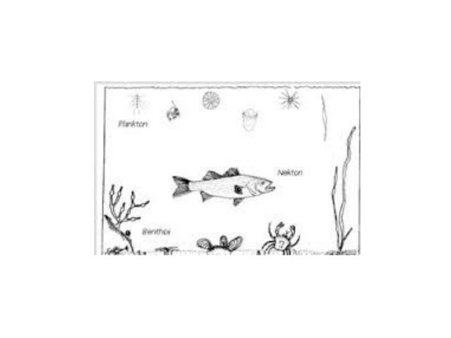 Image Result For Manfaat Sinar Matahari Pada Hewan Image Result For Manfaat Sinar Matahari Pada Hewan