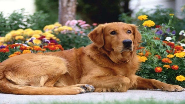 healthy golden retriever keeping your golden retriever healthy healthy golden retriever keeping your golden retriever healthy
