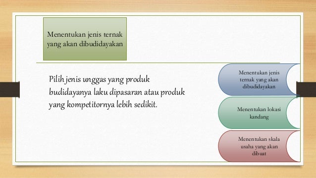 Praktek Membuat Proposal Wirausaha Unggas Petelur | budidaya unggas petelur Praktek Membuat Proposal Wirausaha Unggas Petelur | budidaya unggas petelur