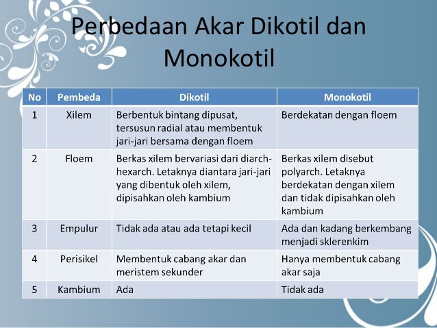 Jaringan Tumbuhan Kelompok 4
