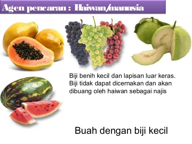 Biji benih atau cara buah pencaran PENCARAN biji