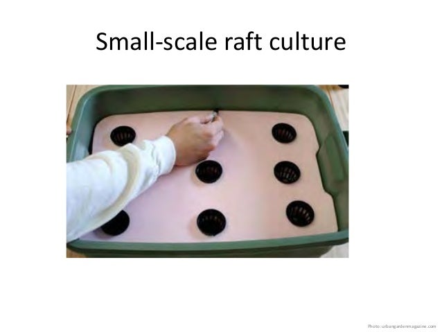 Using Hydroponics for Food Production