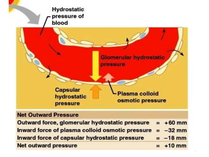 Kidney function