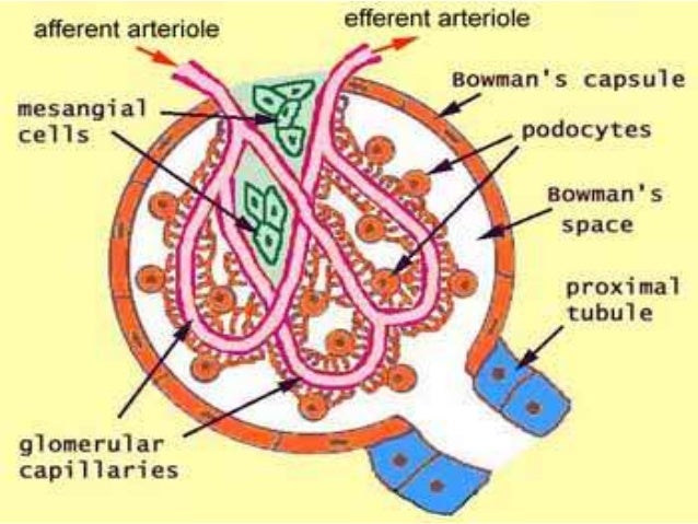 Kidney histology