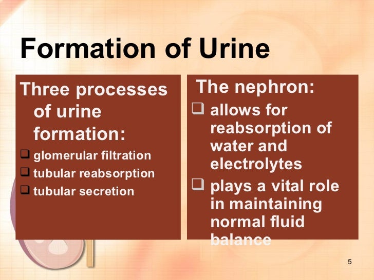 stages of urine formation stages of urine formation