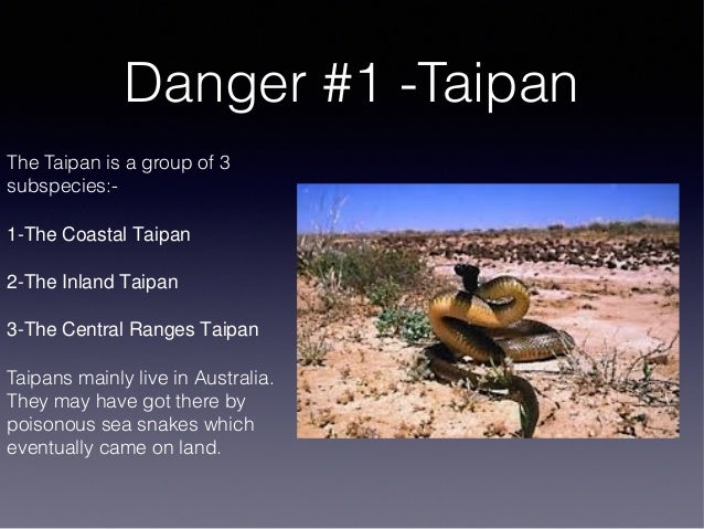 Taipan Facts For Kids Taipan Facts For Kids
