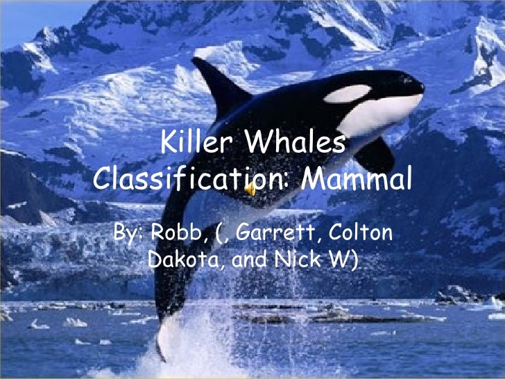 Killer Whales
