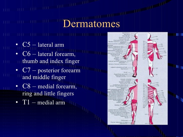 Kin 191 B Elbow And Forearm Anatomy And Evaluation