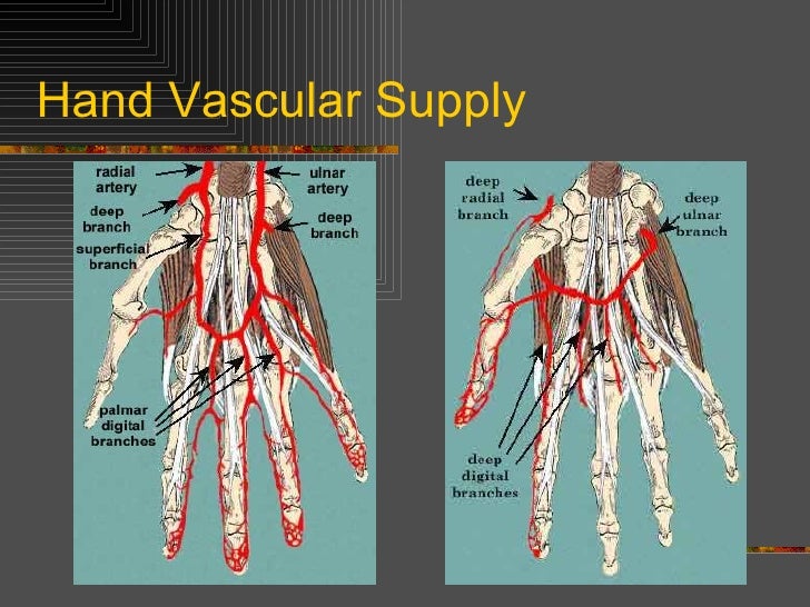 Kin 191 B Wrist, Hand And Finger Anatomy