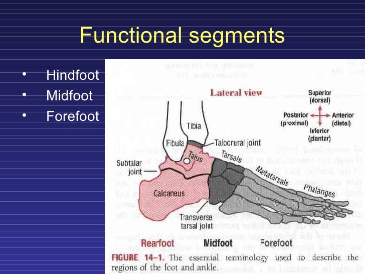 Kinesiology Of Ankle And Foot
