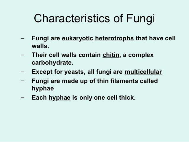 What are the characteristics of fungi?