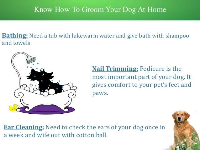 how to groom your how to groom your pet at home how to groom your how to groom your pet at home
