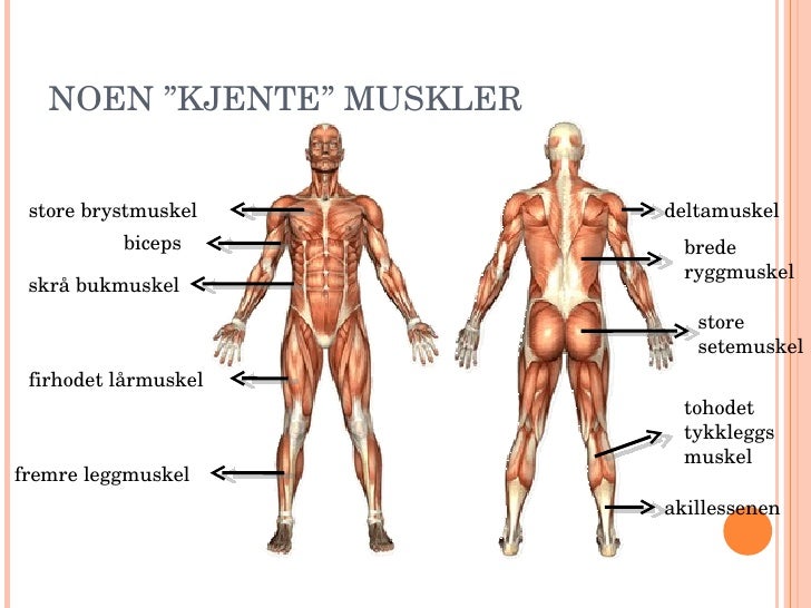 kvinnekropp muskler i kroppen navn kvinnekropp muskler i kroppen navn