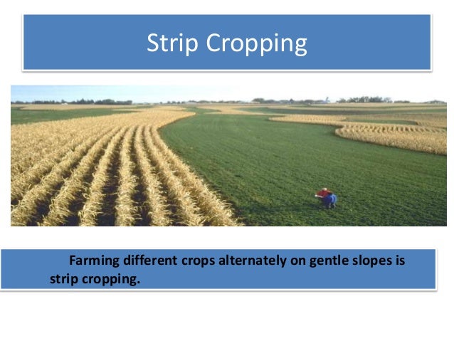Contour cropping
Farming which is done in terraces at different levels on
hill slopes is known as contour cropping.
 