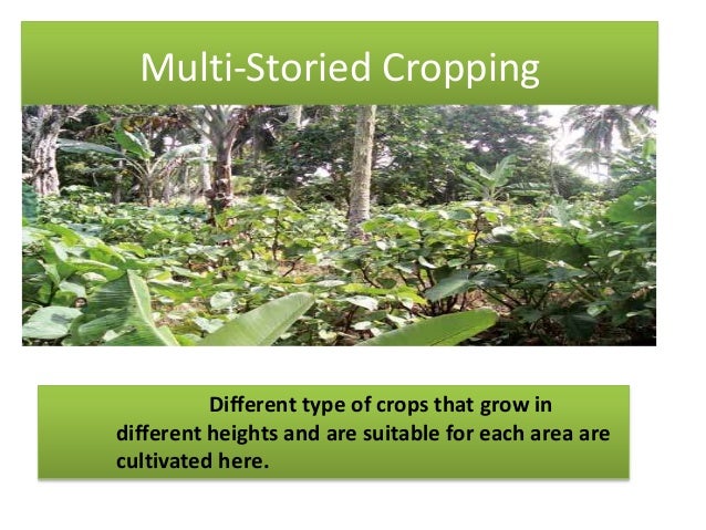 Mulching
If mulching is done with the agricultural waste like
leaves and other waste materials ,it will help to conserve
t...
