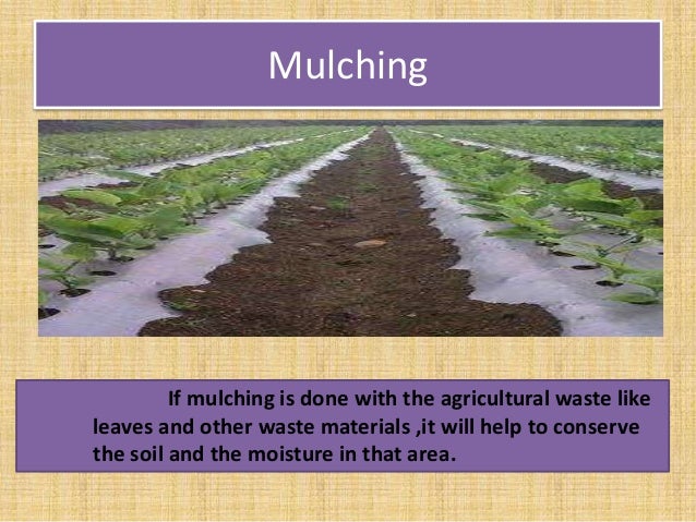 Strip Cropping
Farming different crops alternately on gentle slopes is
strip cropping.
 