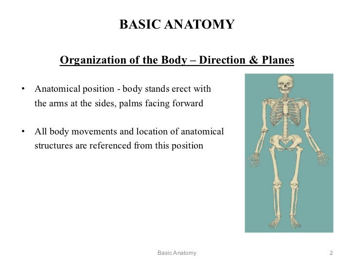 BASIC ANATOMY