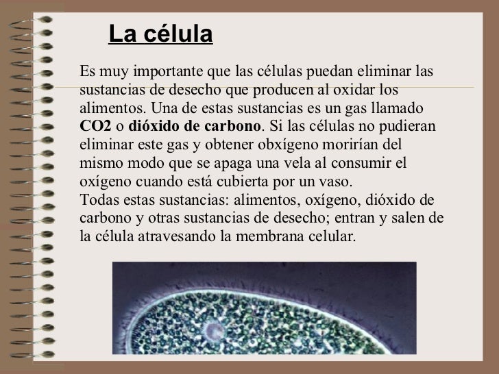 Los pulverizadores la gasolina la marca
