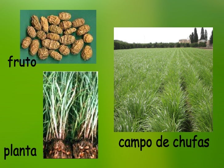 la-chufa-cyperus-esculentus-4-728.jpg?cb