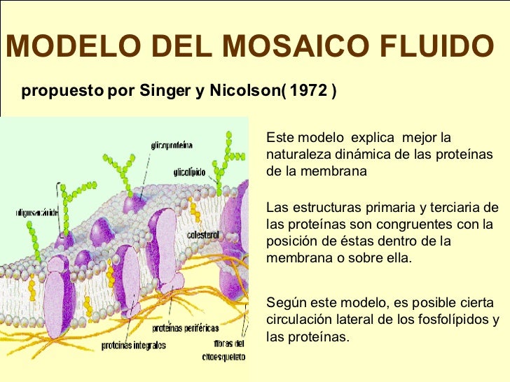 Teoria del mosaico fluido_teoria_online
