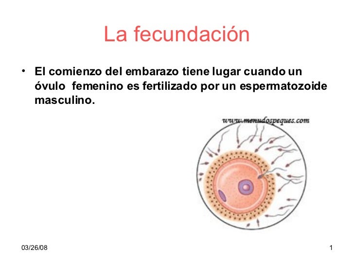 La FecundacióN