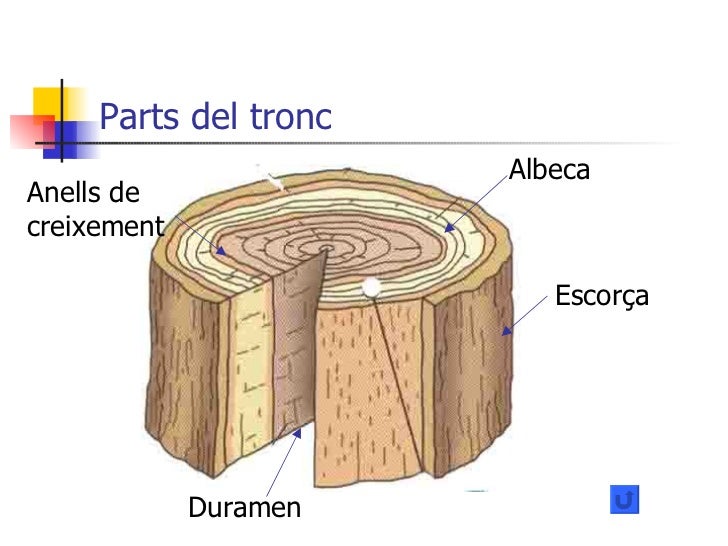 Parts del tronc Escorça Albeca Duramen Anells de creixement