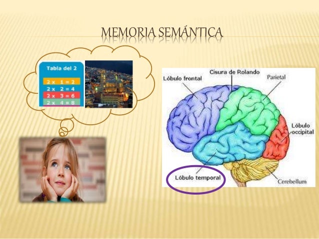 Resultado de imagen para IMAGENES DE MEMORIA SEMANTICA