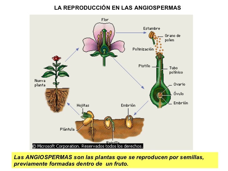 La Reproduccion De Los Vegetales La Reproduccion De Los Vegetales