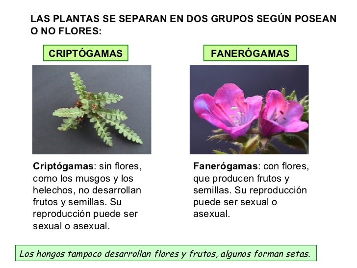 La Reproduccion De Los Vegetales
