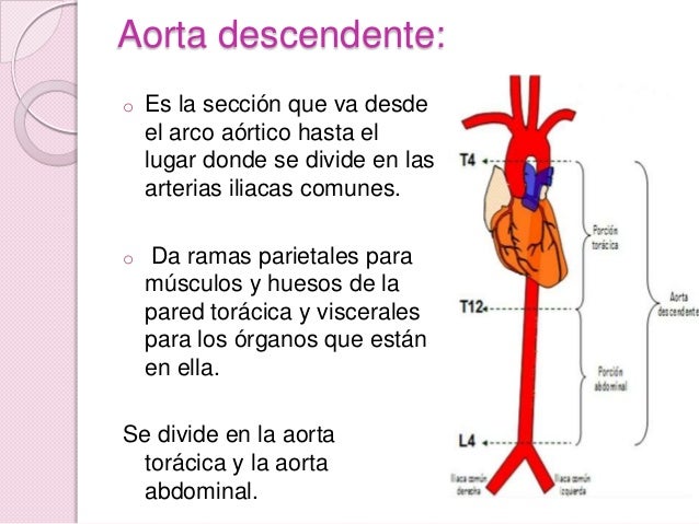 La aorta lab anato