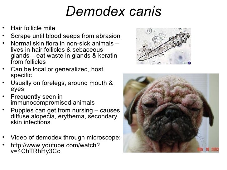parasitology lab notes