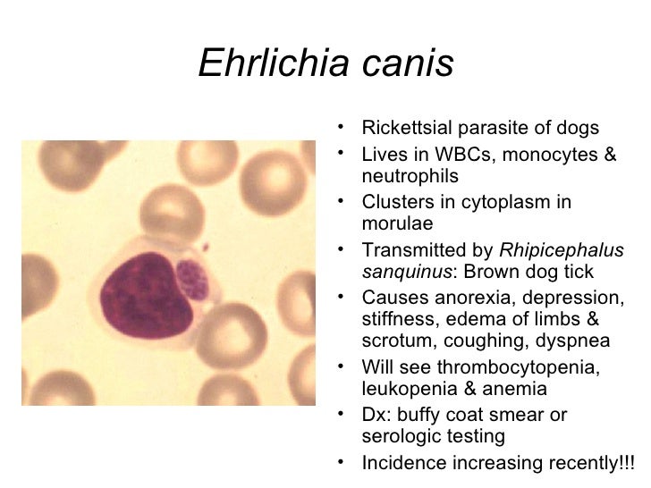 parasitology lab notes