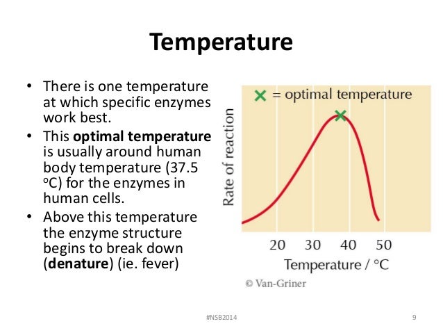 How Does Temperature Affect Catalase Enzyme Activity?