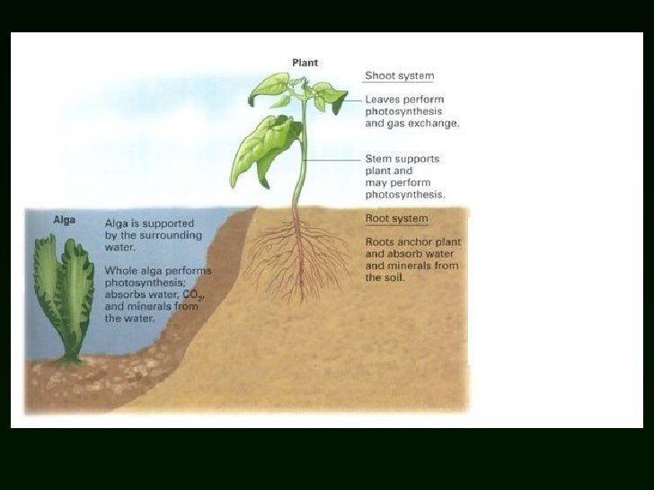 Lab 5 Origin Of Plants