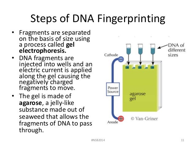 Essay About Dna