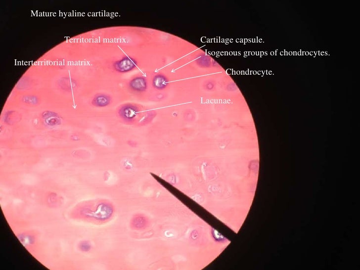Structure and Function of Cartilage Tissue | Cartilage Tissue