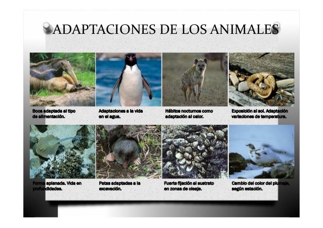 adaptaciones de los animales boca adaptada al tipo de alimentación adaptaciones de los animales boca adaptada al tipo de alimentación