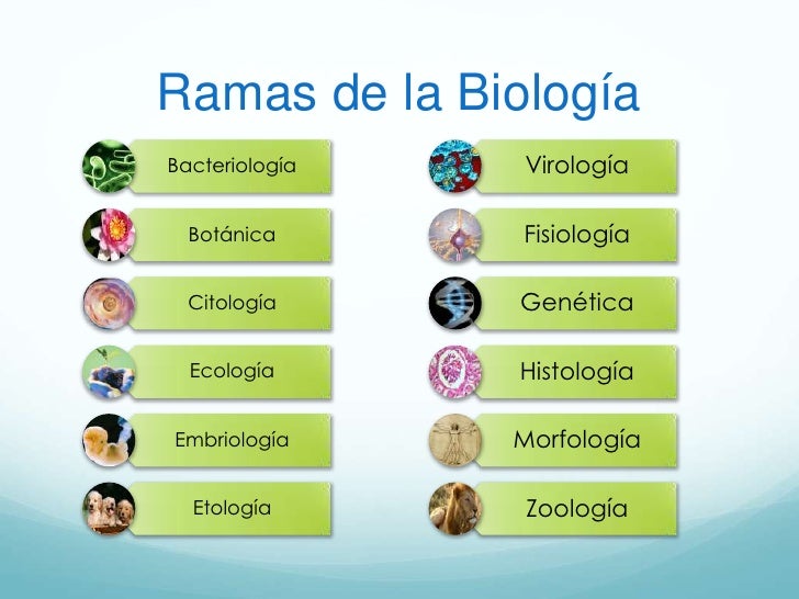 IMPORTANCIA DE LA BIOLOGIA IMPORTANCIA DE LA BIOLOGIA