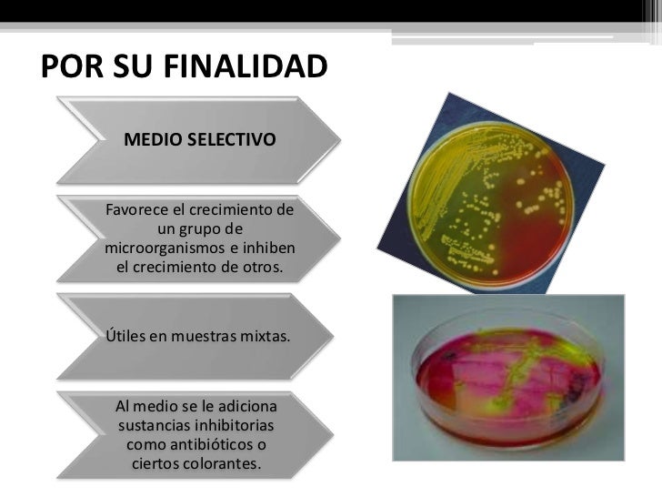 Laboratorio no. 3 medios de cultivo