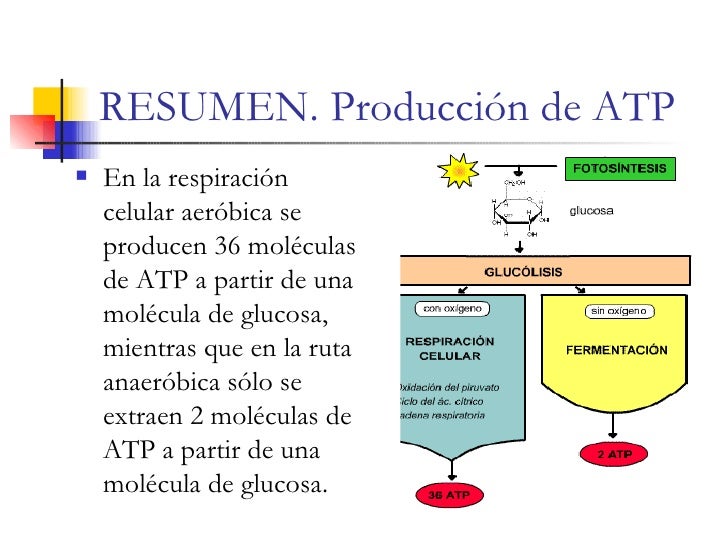 Laboratorio respiración celular