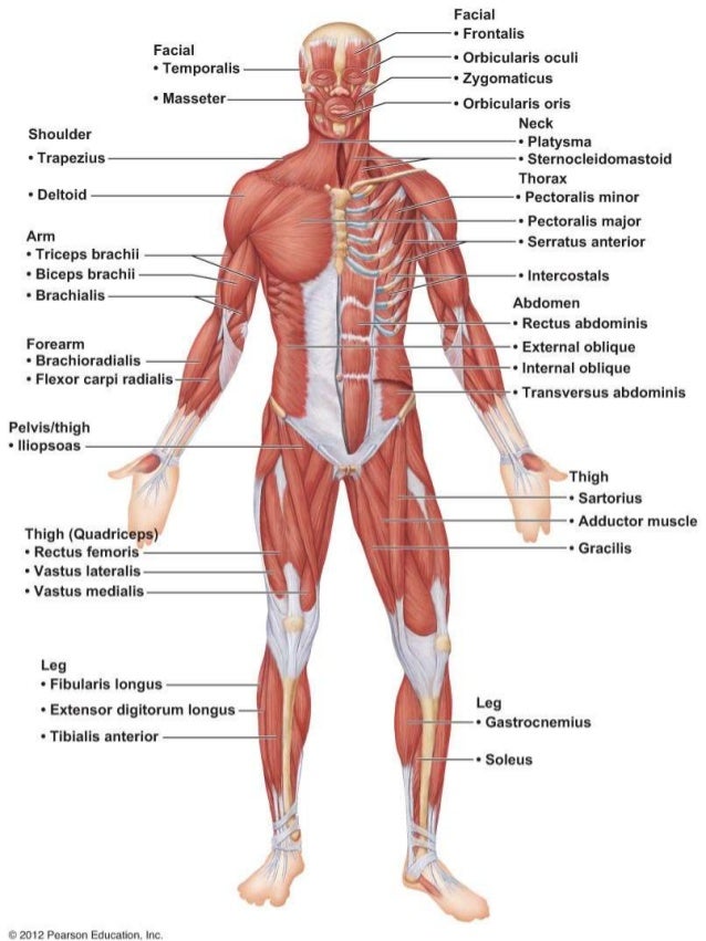 all muscles of your body
