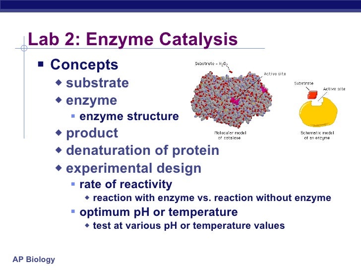 lab reports on enzymes Investigating the properties and functions of the enzyme catalase. lab reports on enzymes Investigating the properties and functions of the enzyme catalase.
