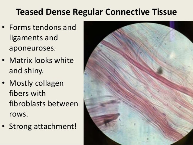 Histology Lab Slides