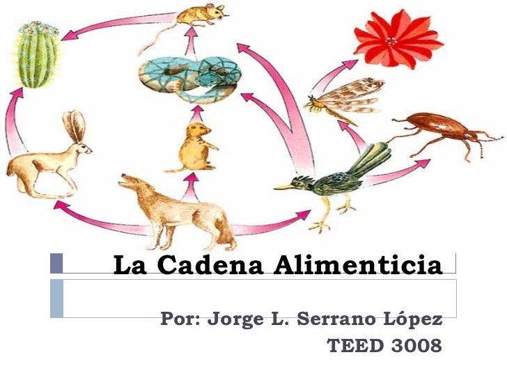 las cadenas alimenticias wikipedia la cadena alimenticia las cadenas alimenticias wikipedia la cadena alimenticia