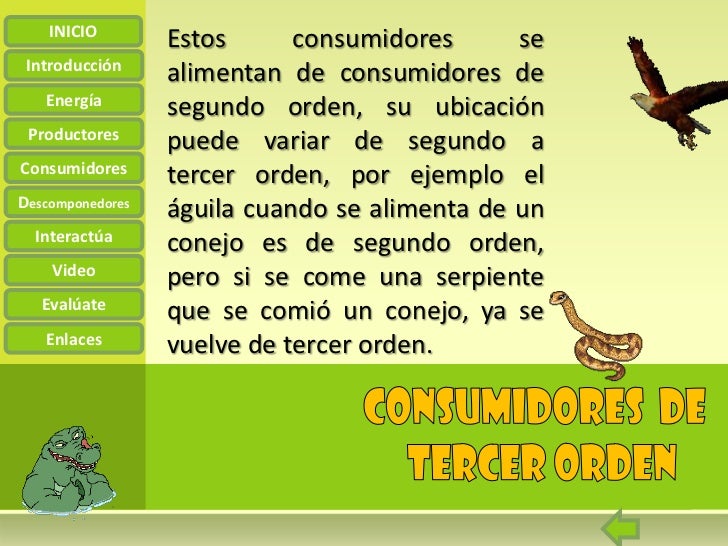 cadena alimenticia que son los consumidores la cadena alimenticia cadena alimenticia que son los consumidores la cadena alimenticia