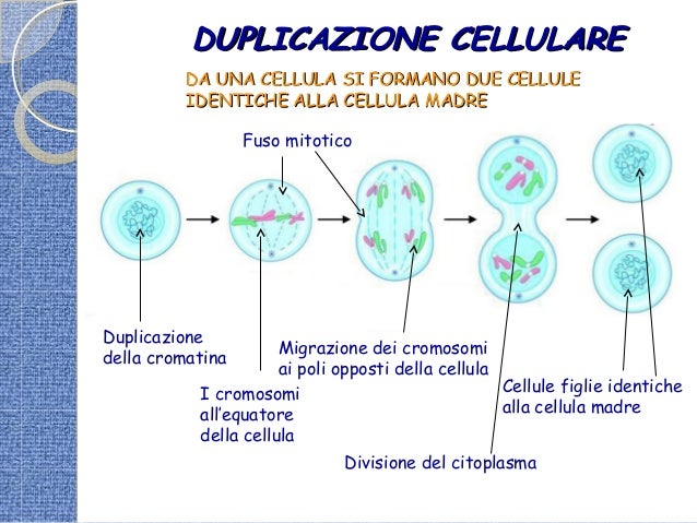 Divisione Di Una Cellula Madre In Due Cellule Figlie La cellula