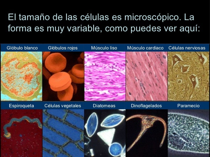 La célula Introducción La célula Introducción