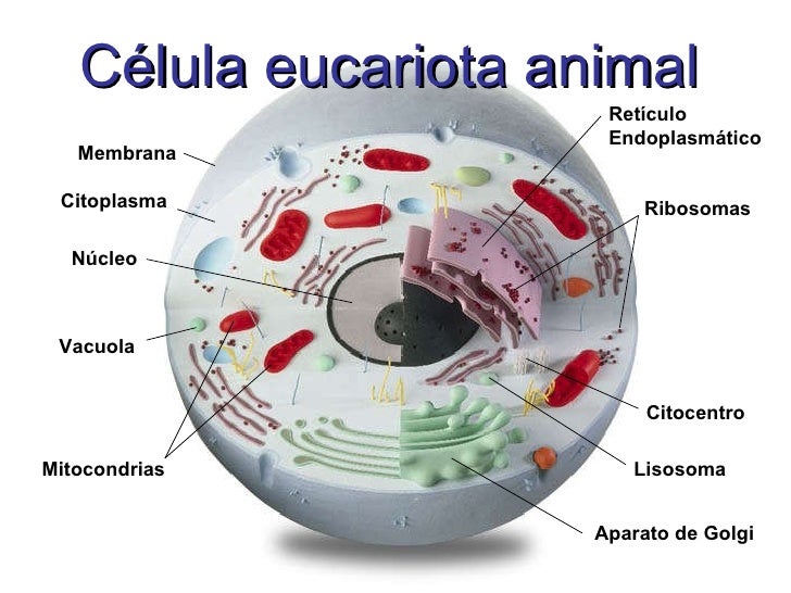 la-clula-eucariota-1-728.jpg? ...